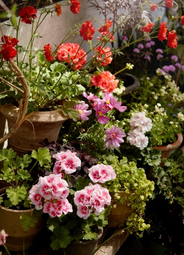 ⓒ  Pelargoniums for Europe on unsplash